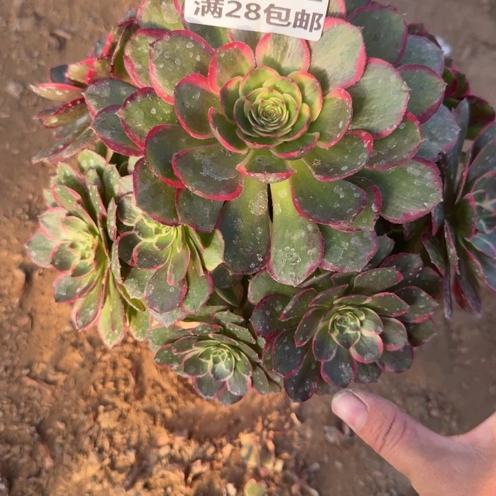 1821二号棚夜宴多肉C