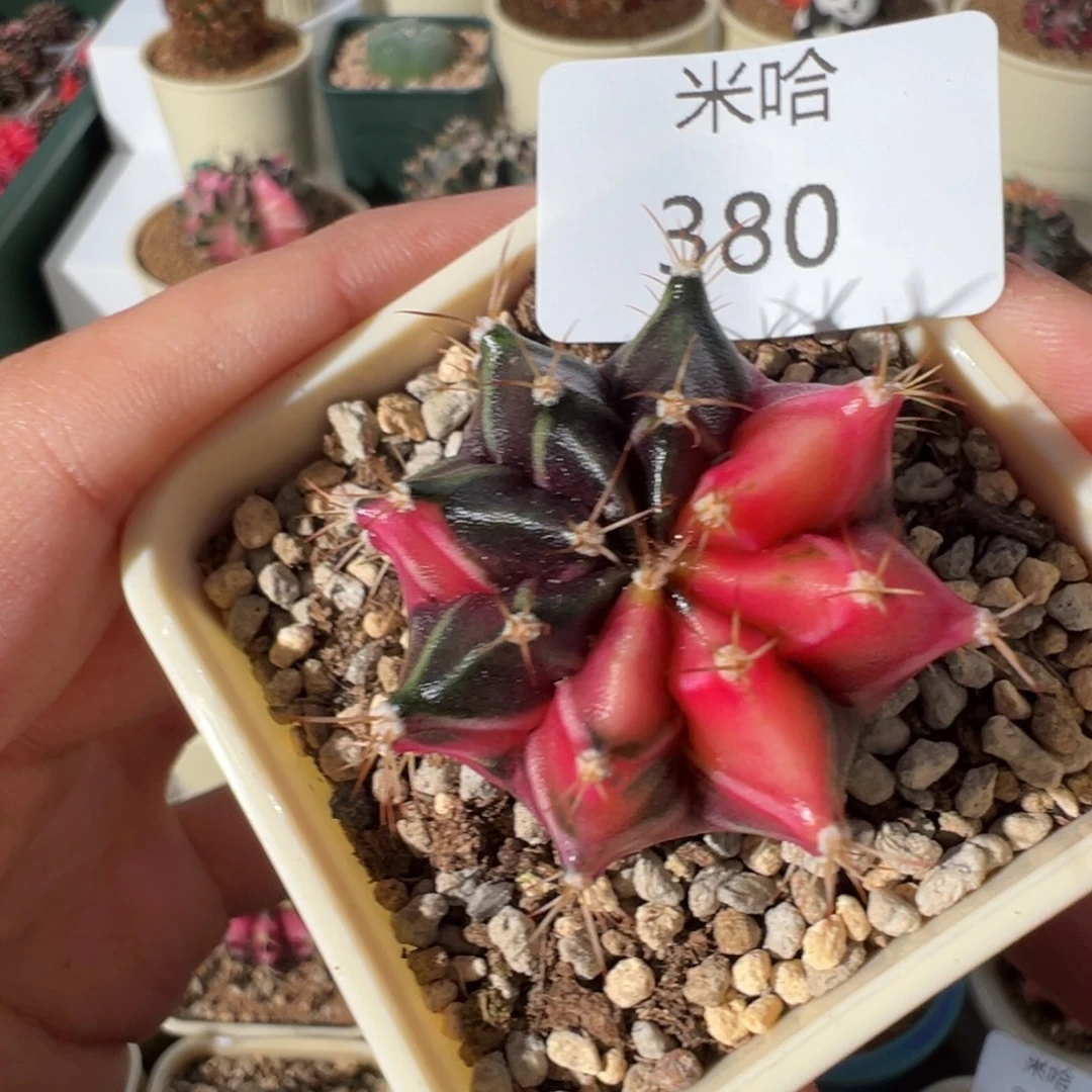 380 好看的米哈冲冲冲