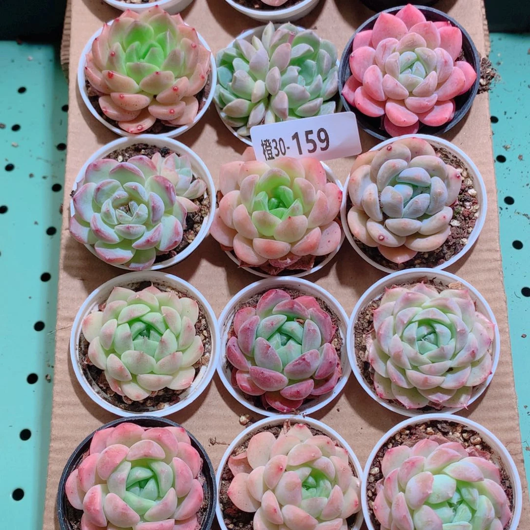 30-159一物一拍带盆18颗