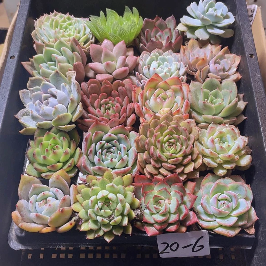 【闪购商品】20颗-6