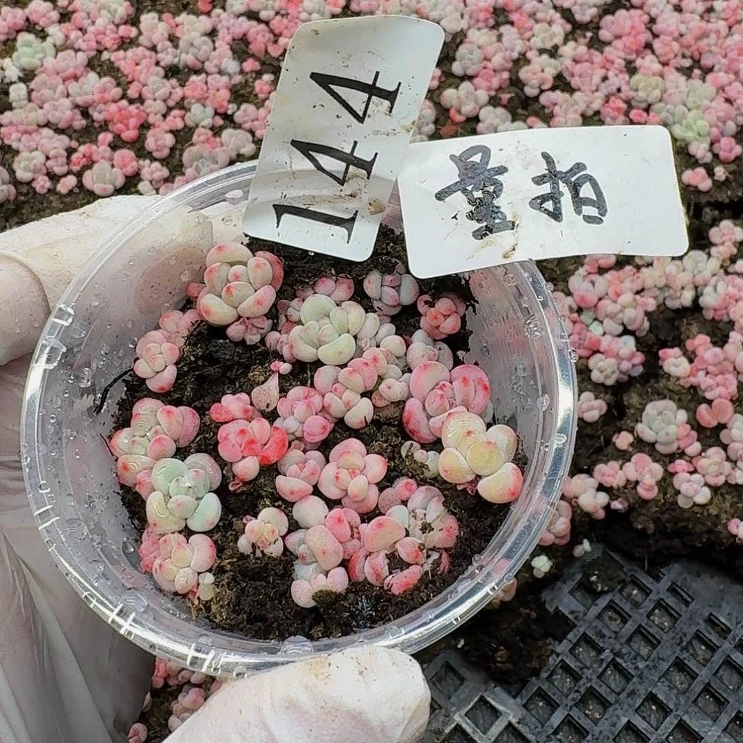 多肉植物多肉植物144量拍