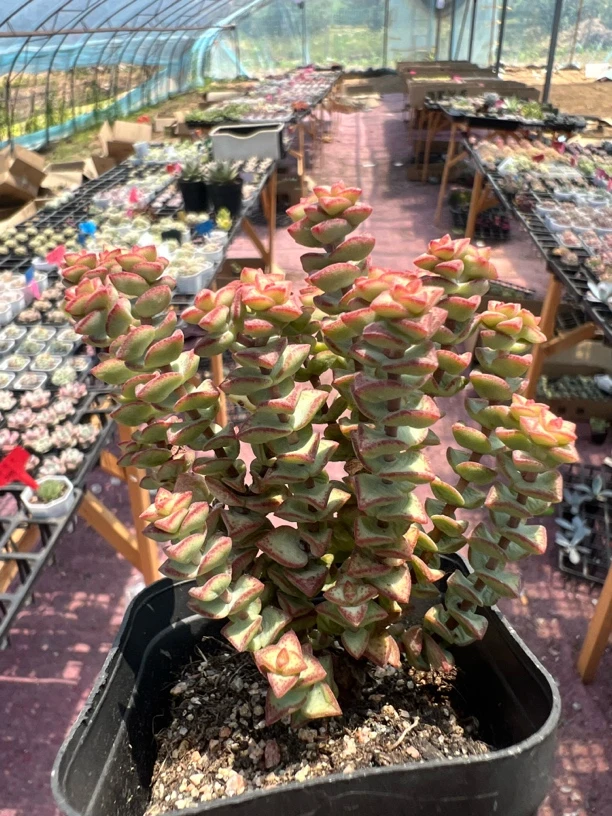 小米星精品多肉植物