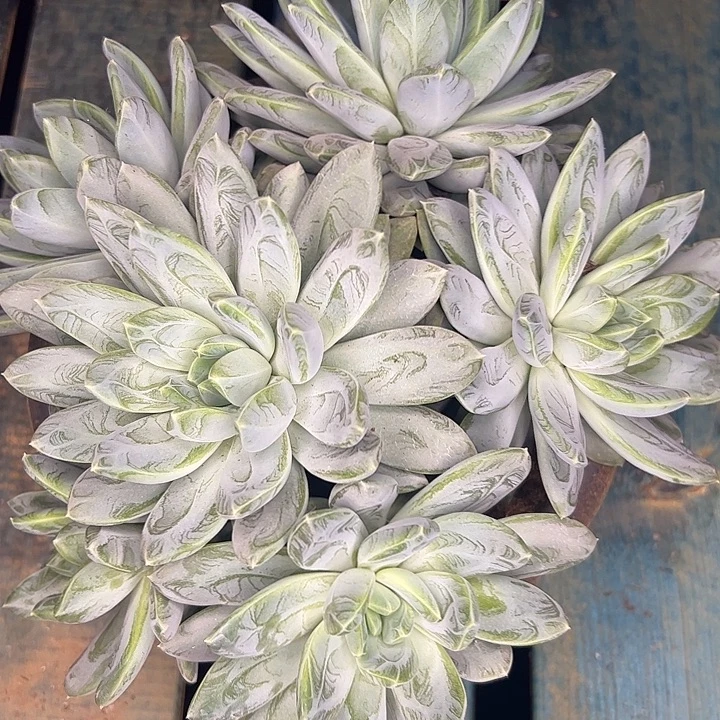 超美暗纹新品美人