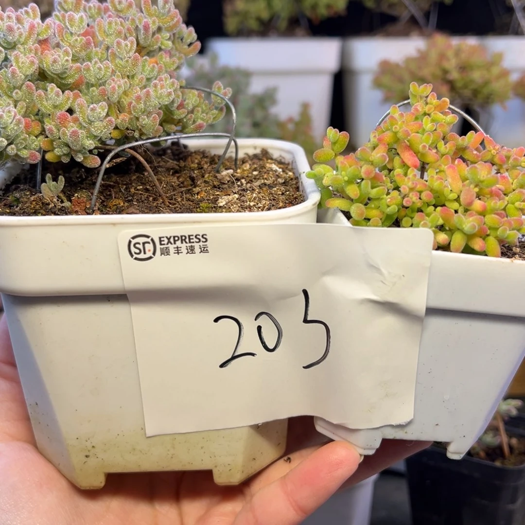 大冰晶蜜橘组203拍下大惊喜