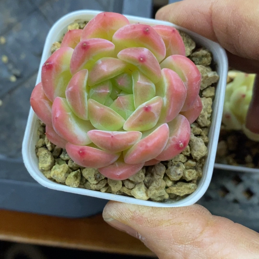 精品多肉一物一拍不包整160