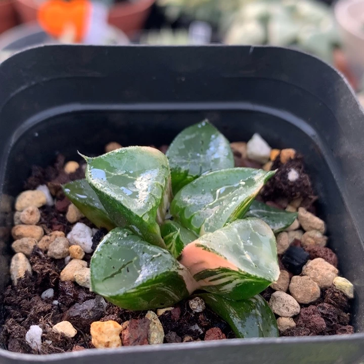 龙禧寿锦，带盆发货