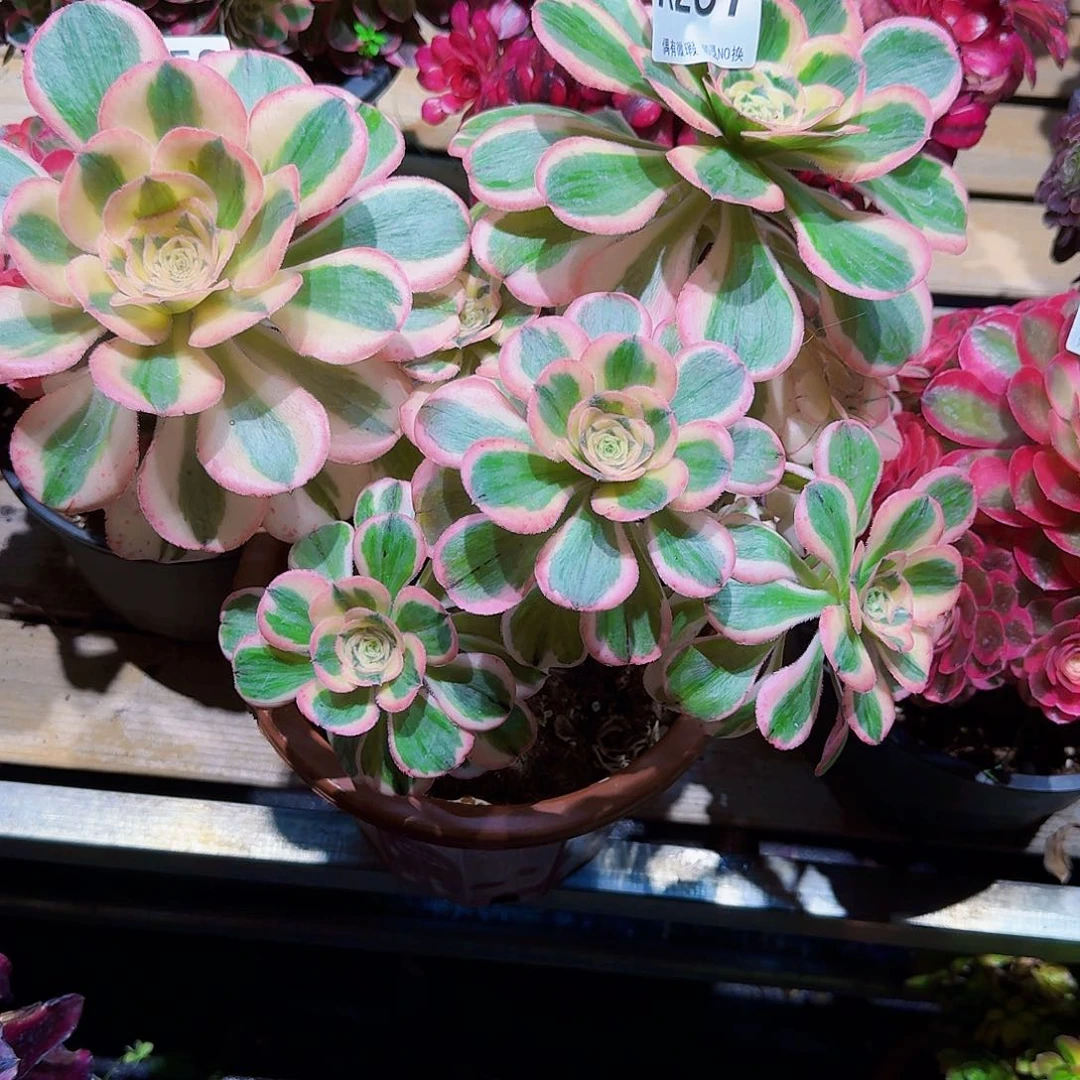 随*257多肉植物法师