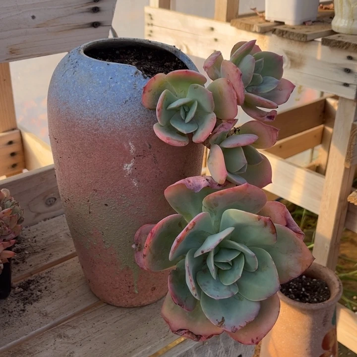 白凤多肉植物3 5 7