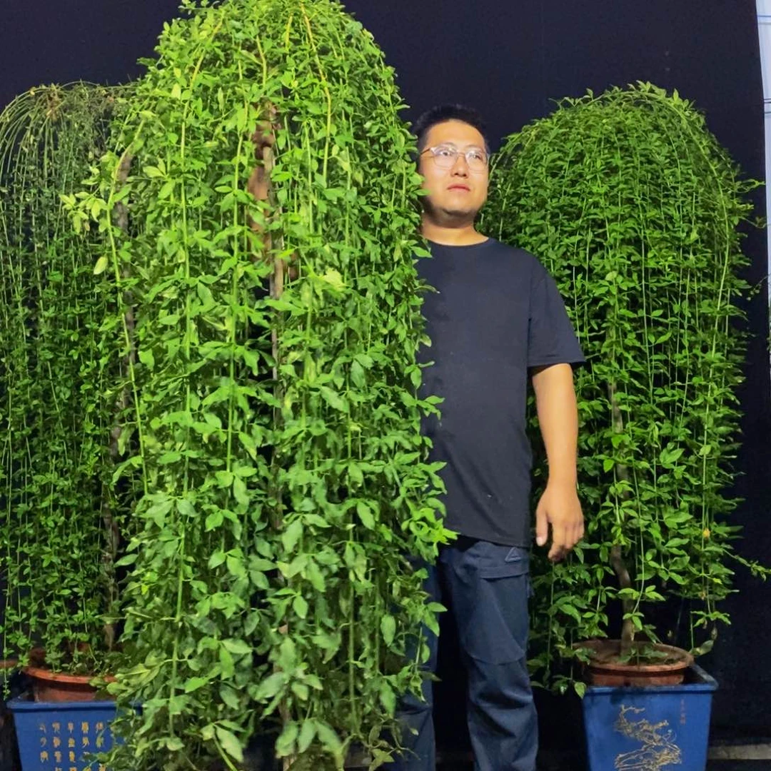 高度193，探春花，一物一拍