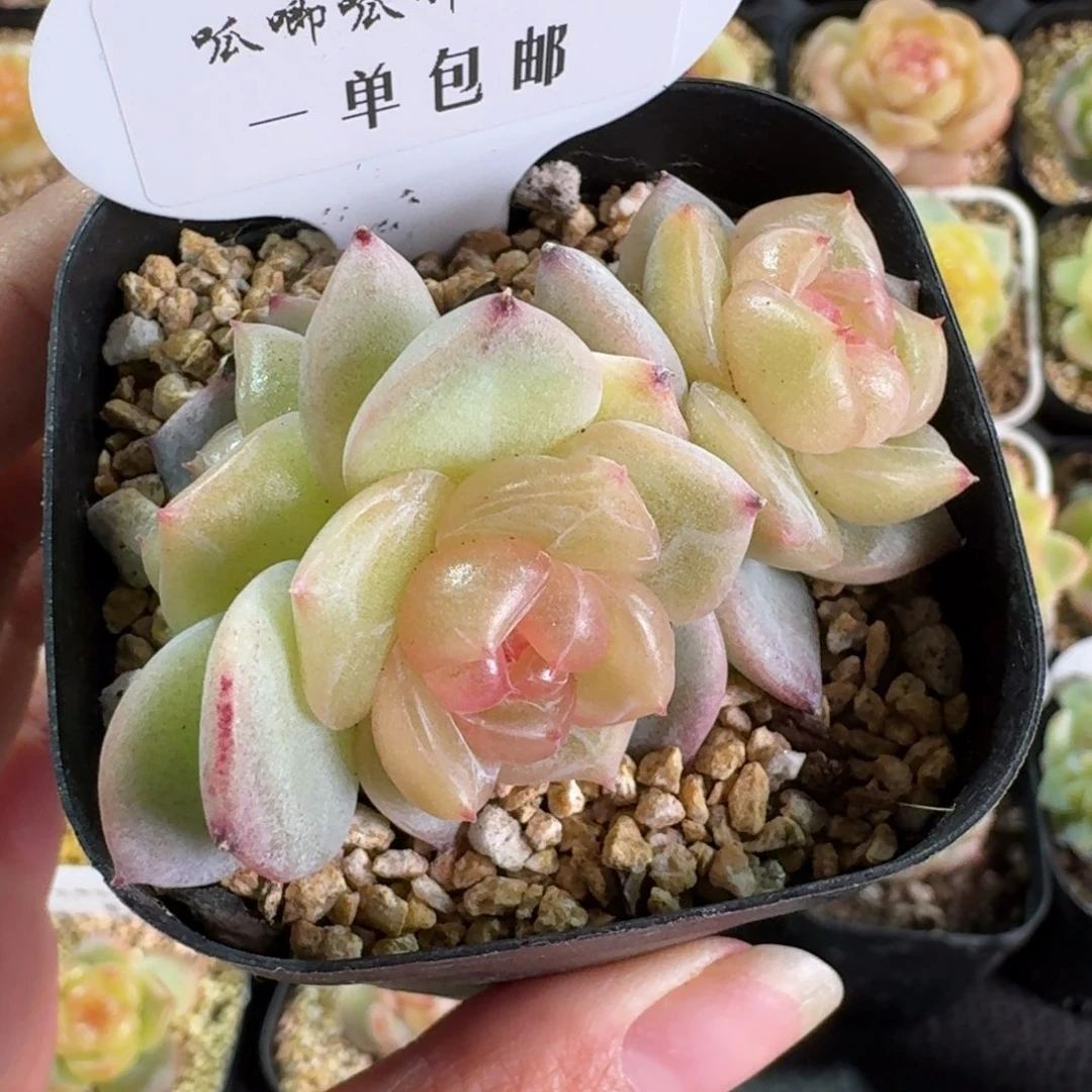 顾*舒027-3015西柚珍妮群一颗