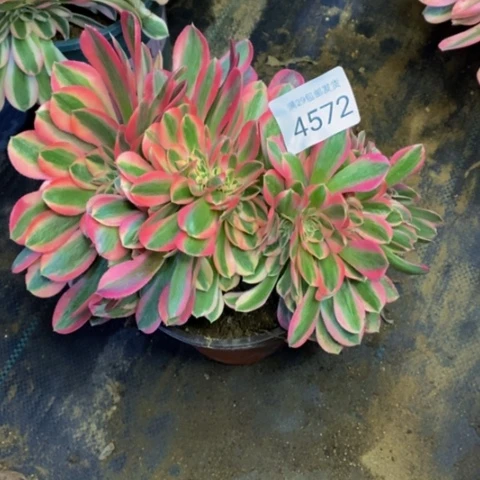 粉女巫多肉植物4572