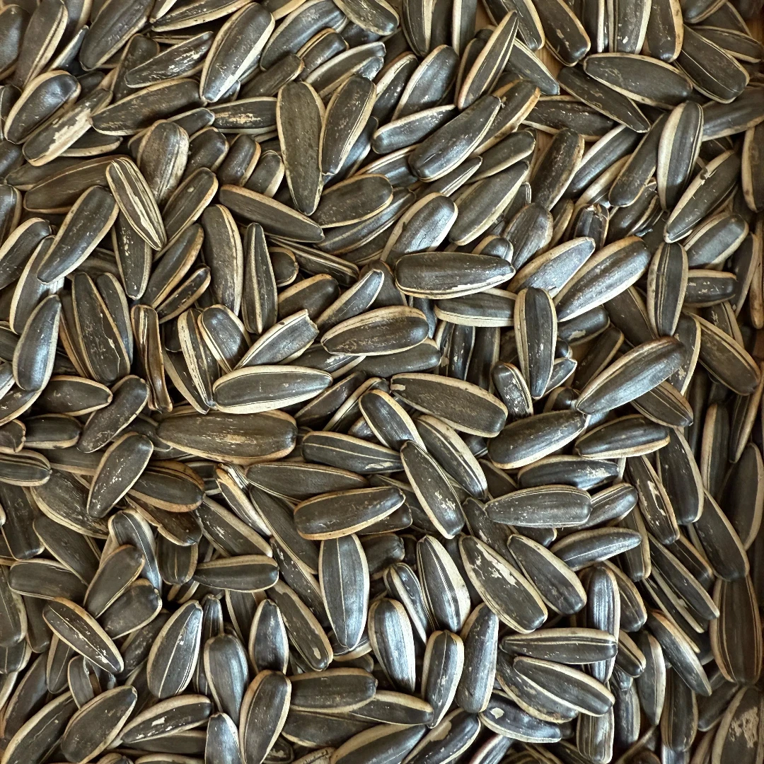 新货现炒原味熟大颗粒瓜子5斤装