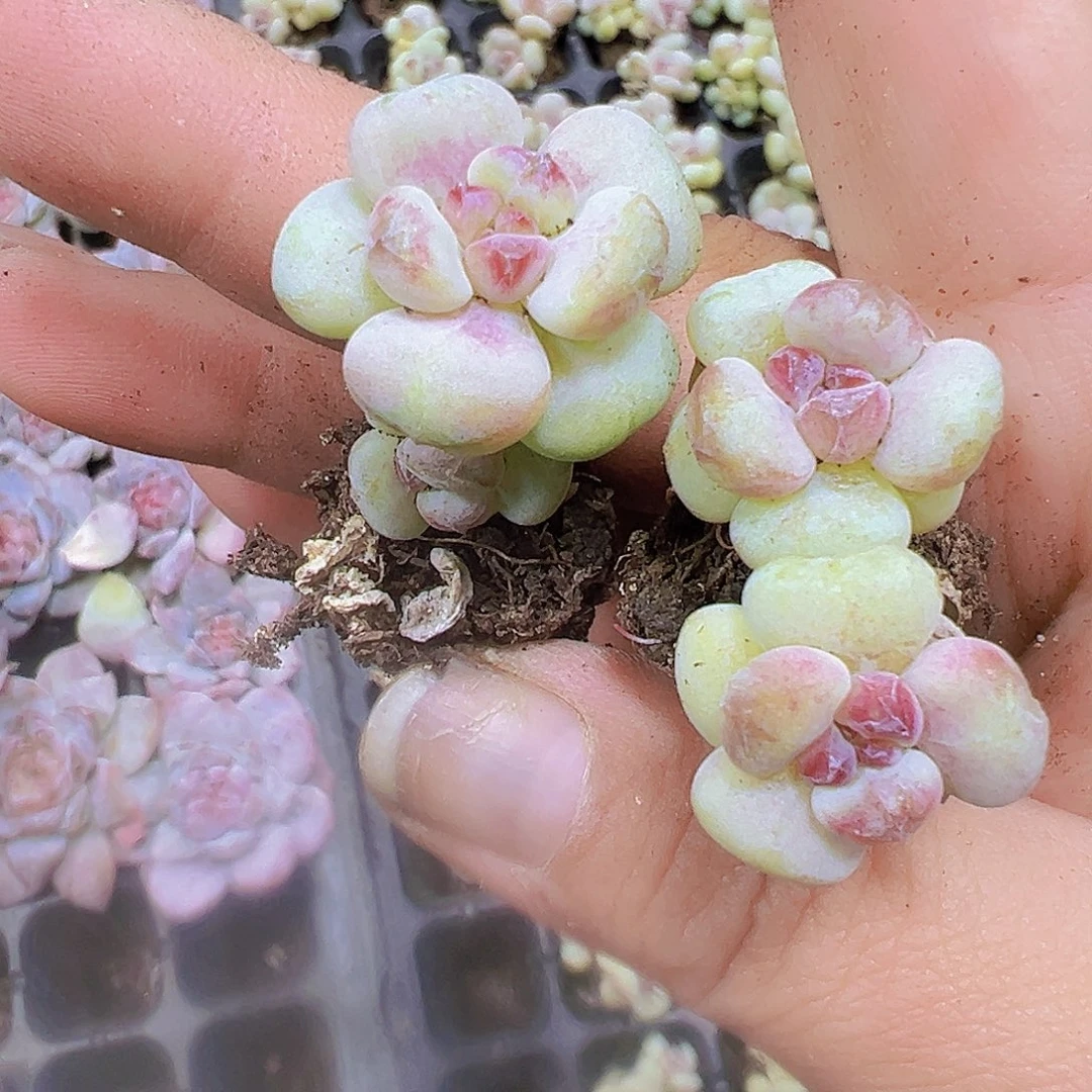 阳光玫瑰苗5个19包邮