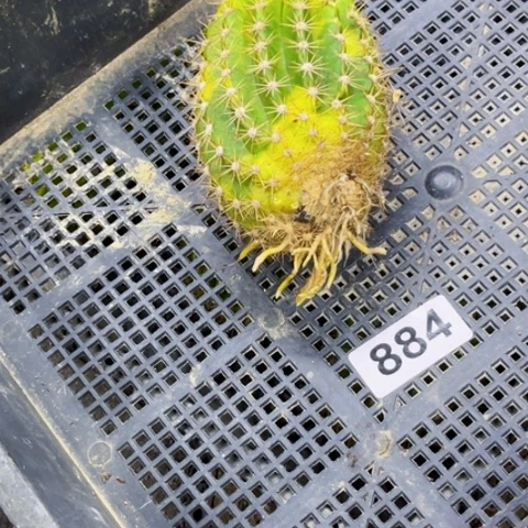 884毛花柱锦一物一图如图