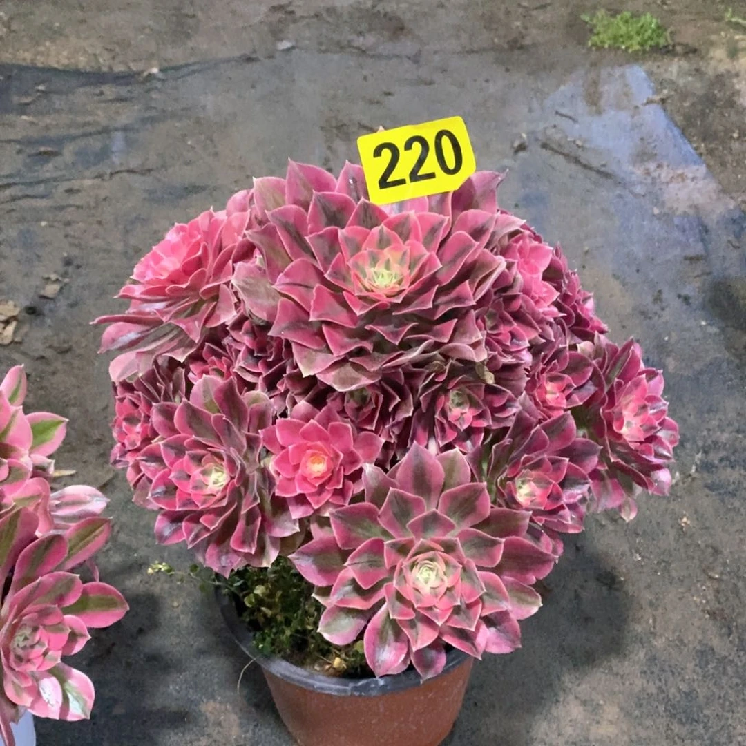 粉女巫多肉法师220