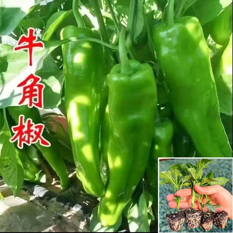 特大牛角辣椒苗带土苗 微辣台盆栽菜园庭院种植蔬菜苗