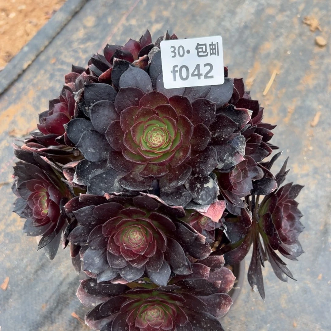 042 多肉法师赤艳连