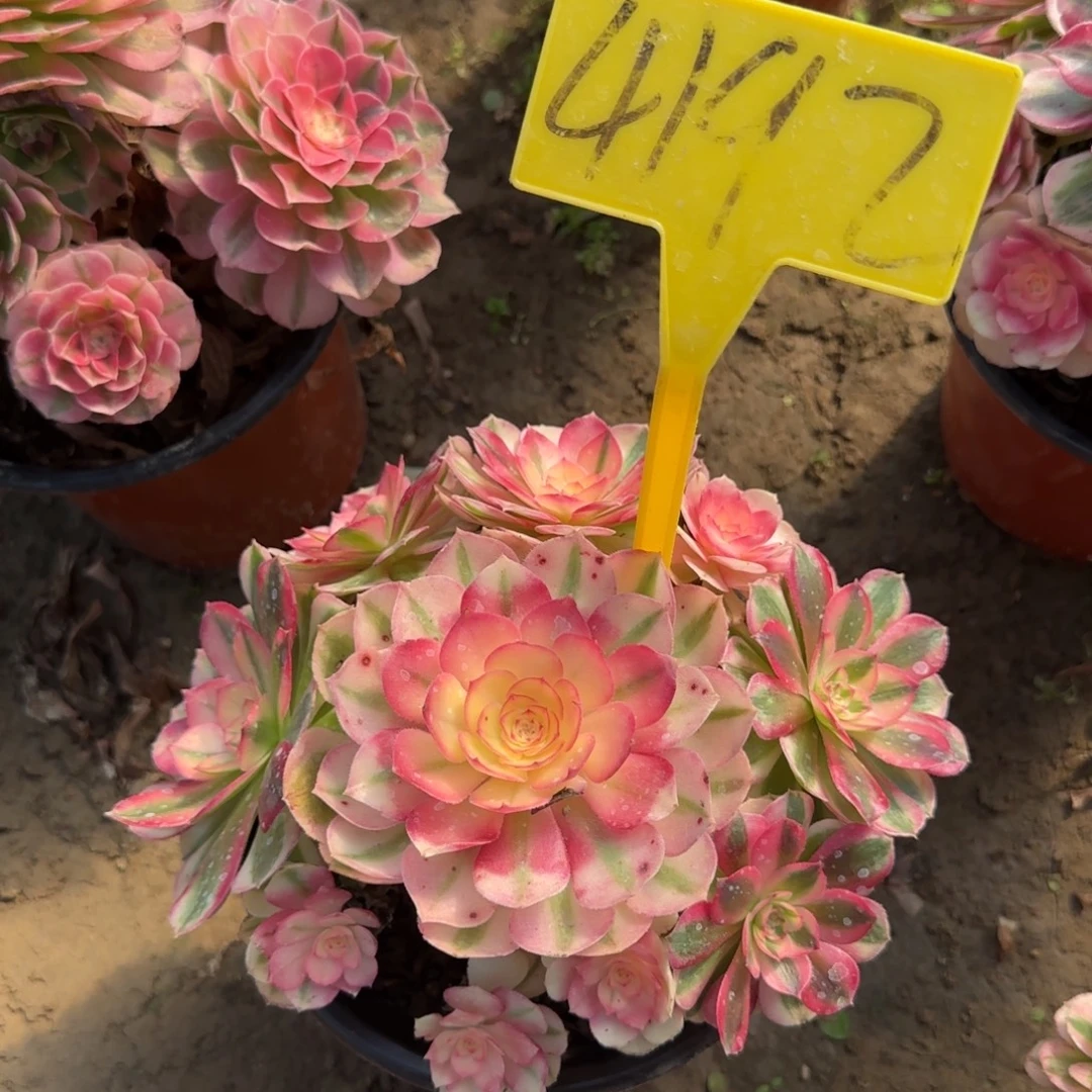 4192-++倾城多头多肉