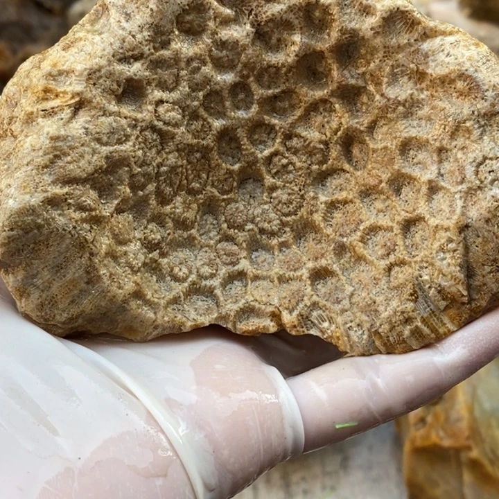 【闪购商品】未镶嵌珊瑚玉硅化玉