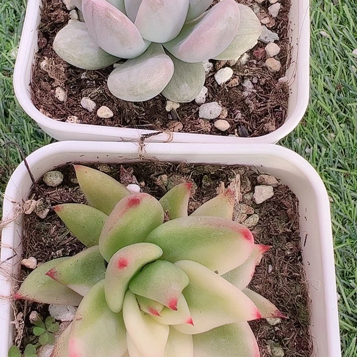 楚**石多肉植物多肉植物