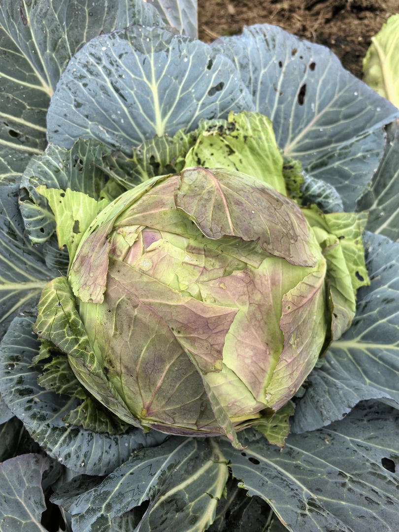 贵州高山农家 *  莲花白