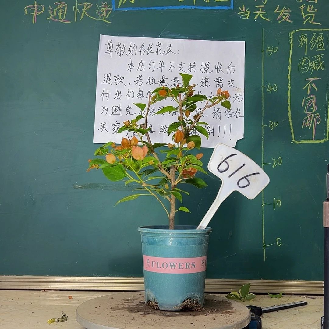 当前无花栽培后可以开花暗斑夕阳红616