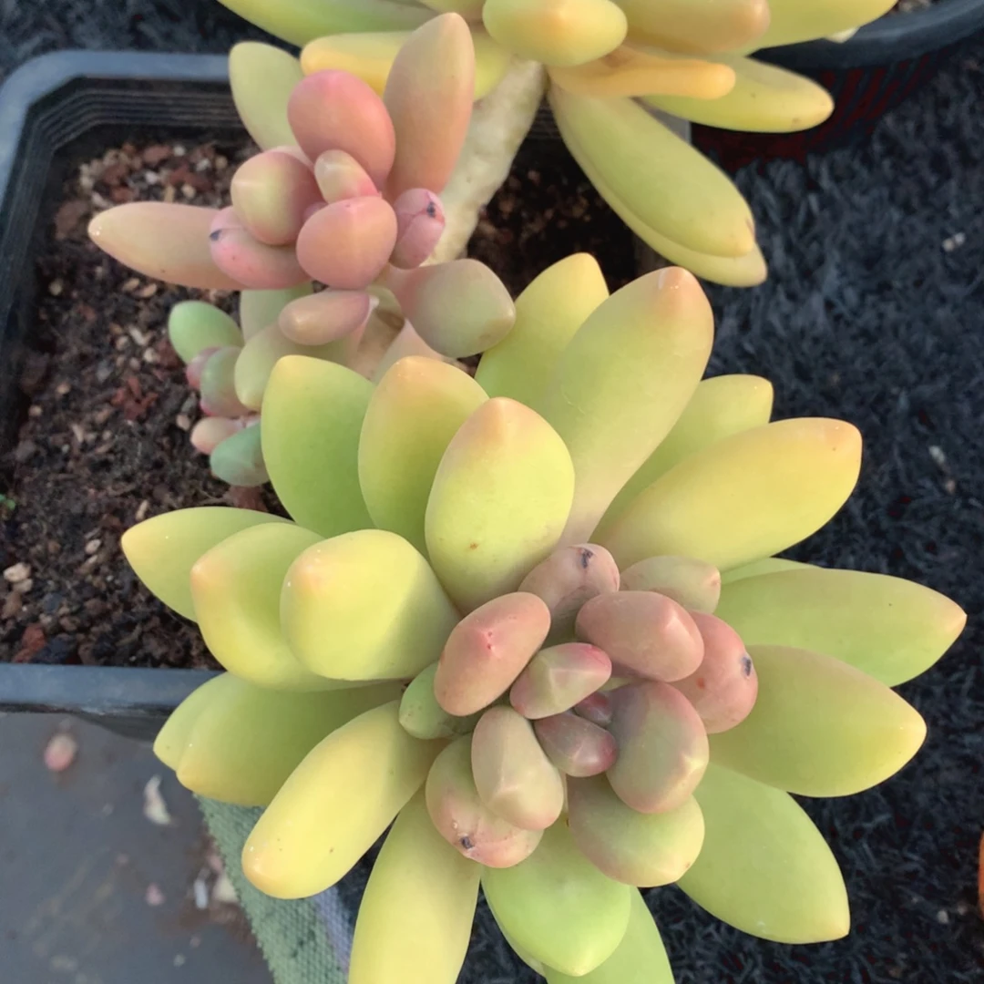 不会多法国好好讲