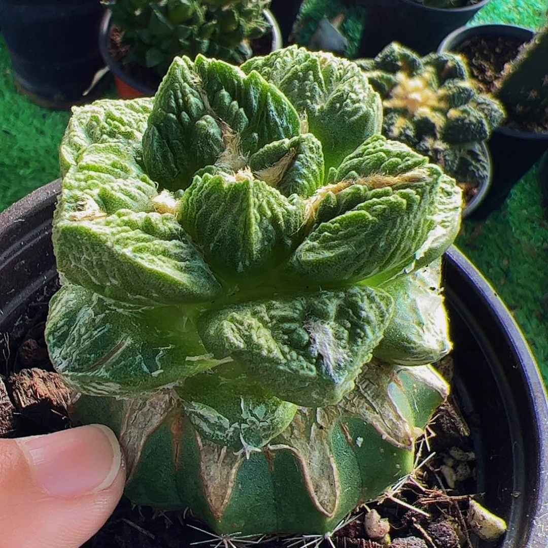 无花朵福利龟甲牡丹856