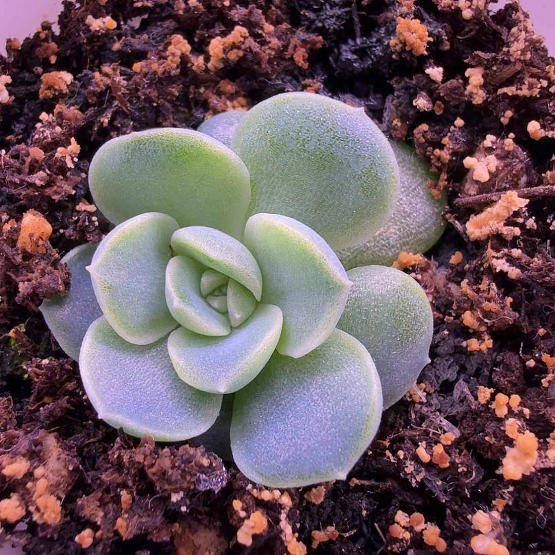 闪灵叶插苗一物一拍
