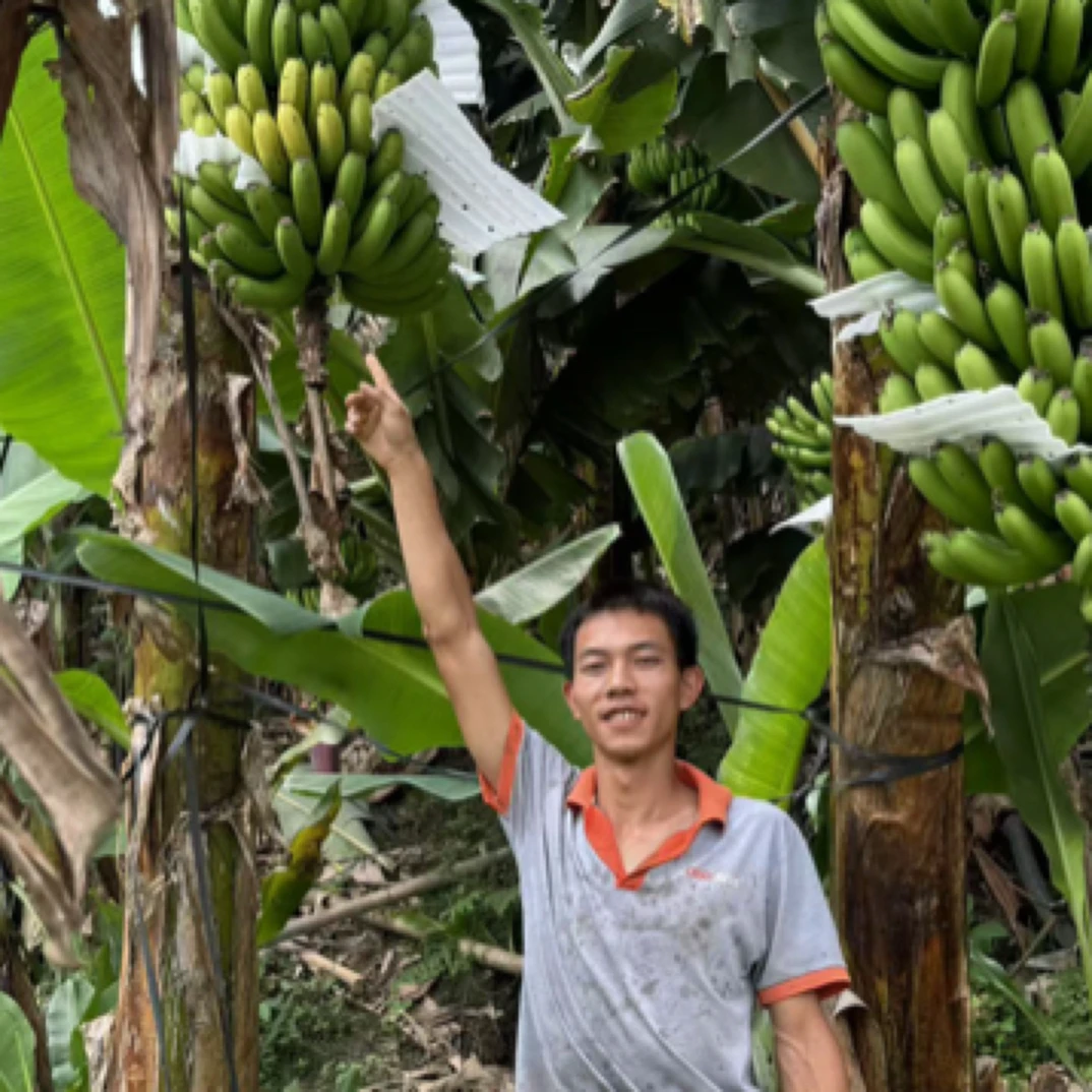 云南高山甜香蕉当季新鲜水果香甜软糯无保鲜无催熟 《现采现发》