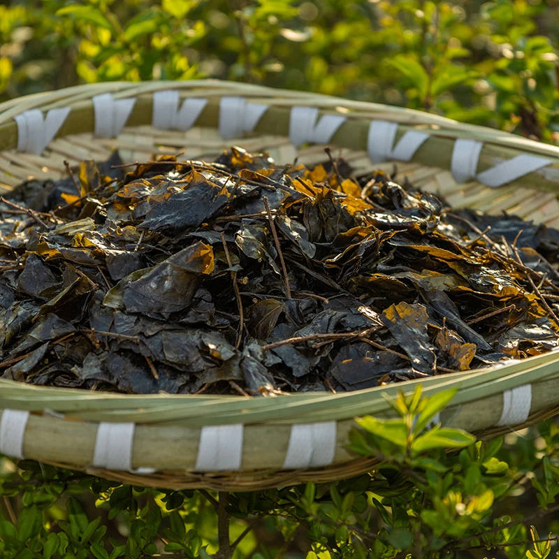 【娄山云集】贵州本地农家苦丁C