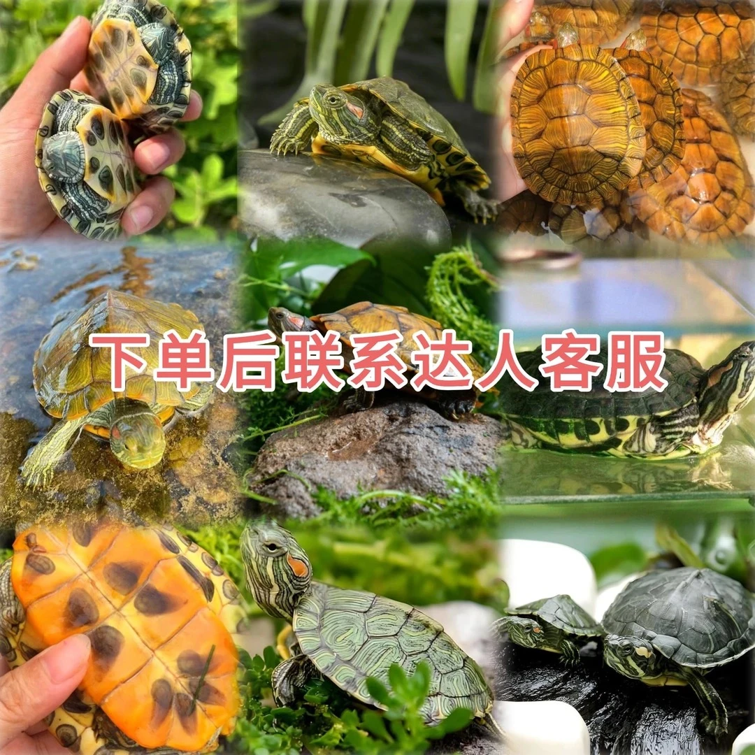 活体宠物通用链接