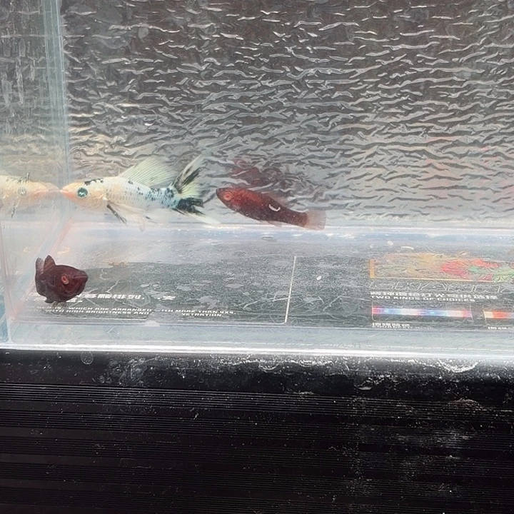 孔雀鱼玛丽鱼三条崽