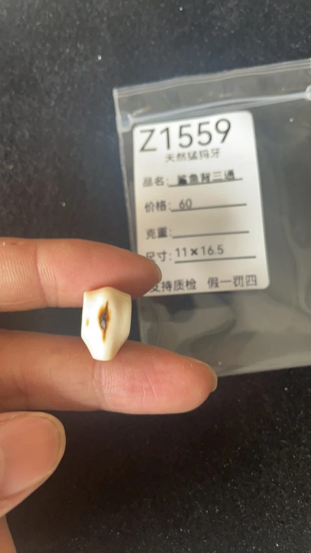 Z1559天然猛犸牙鲨鱼背配饰三通