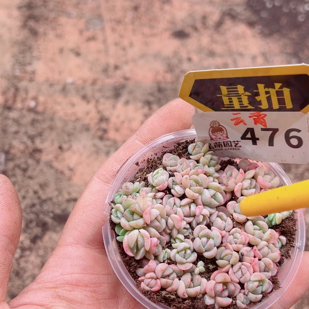 多肉植物多肉植物