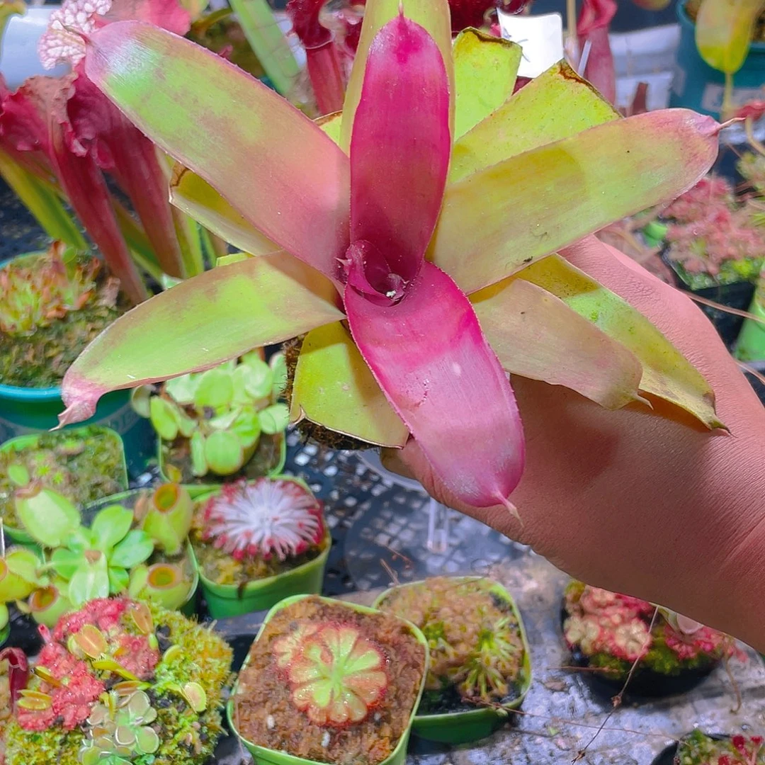 完全开放积水凤梨9