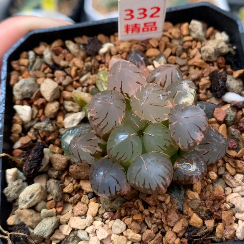 【闪购商品】332灵犀玉露