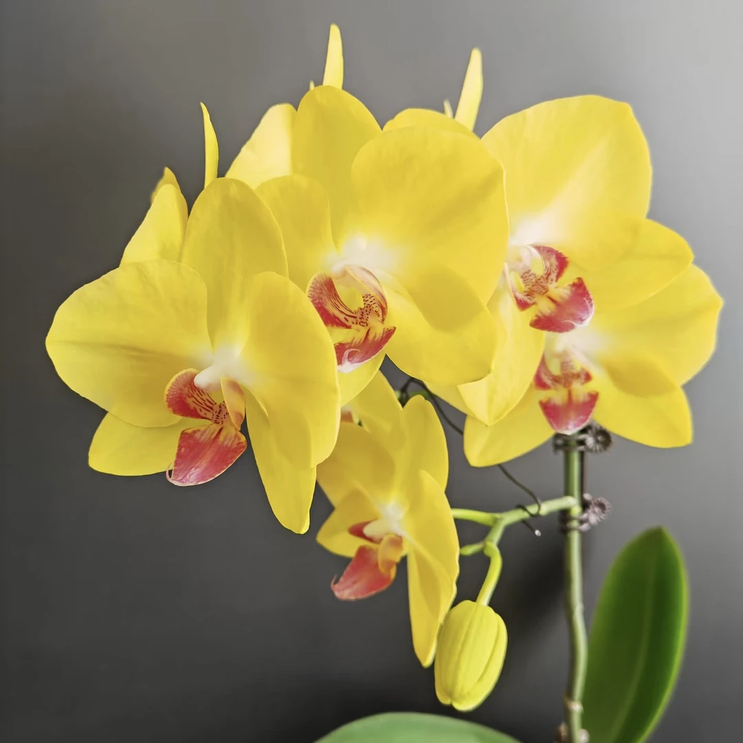 植趣花卉【大黄蜂】经典大黄花3.0加高花苞株