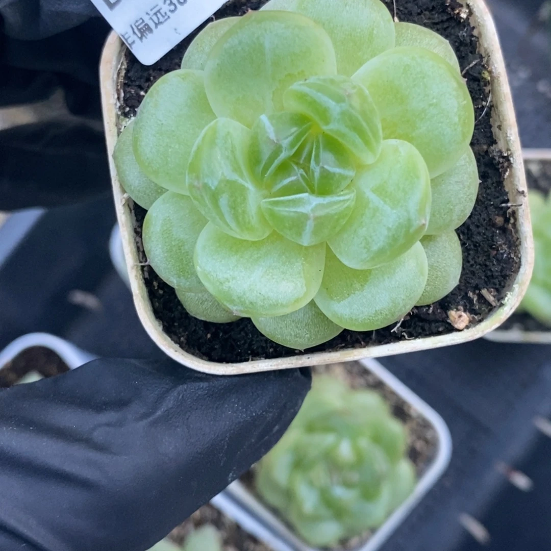 10东篱下多肉植物哈哈哈哈