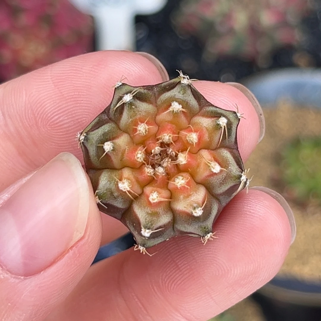 轮回 米哈仙人球