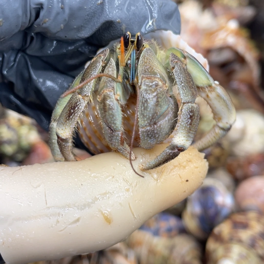 不退不换活体宠物137