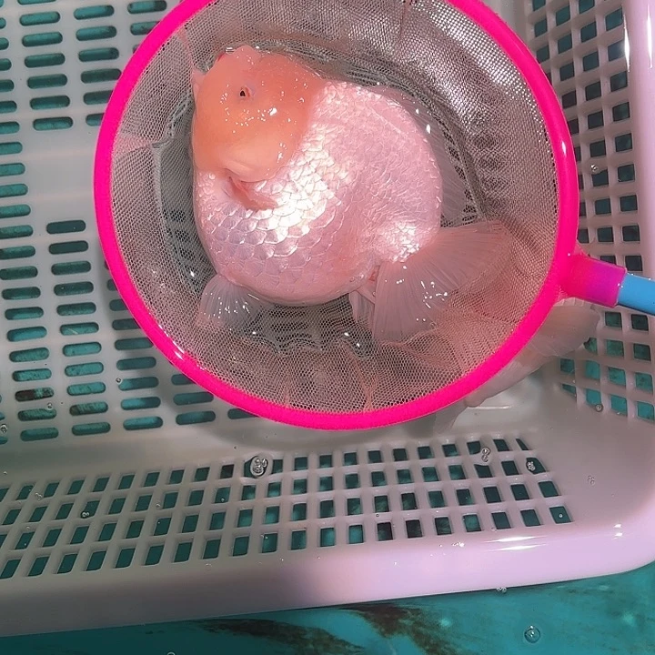 金鱼包邮185827525818