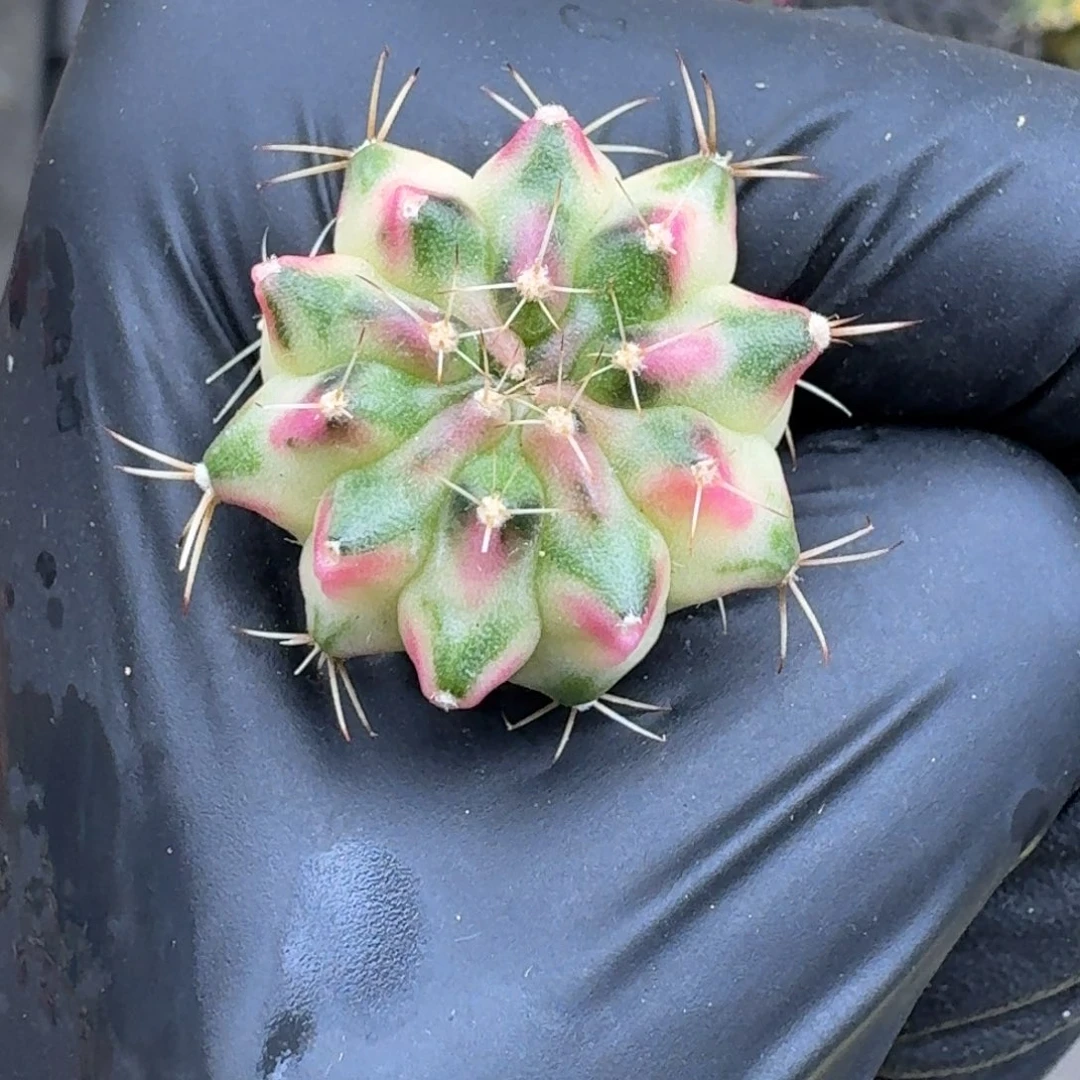 泰球侧芽t3米哈锦19号