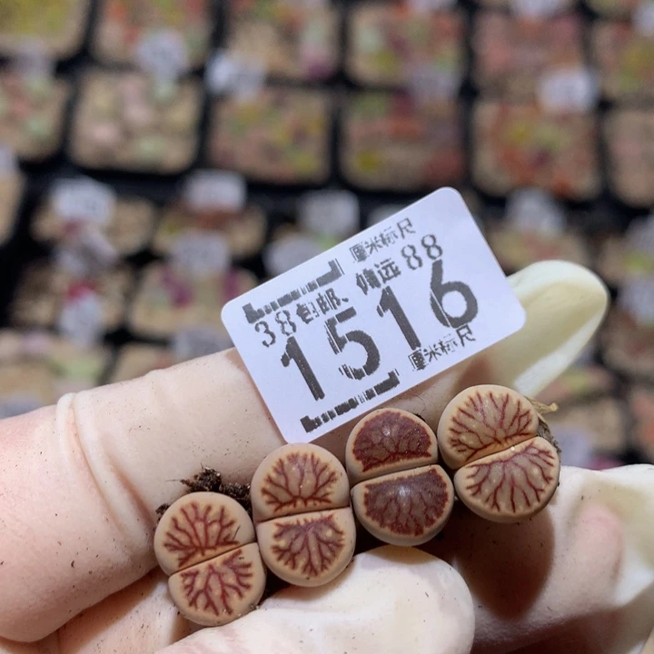 小*乖zzzzZzzz冲冲冲1516