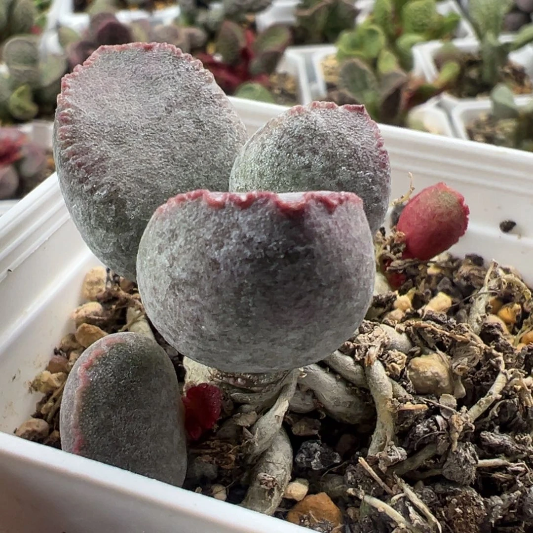 水墨画实生新品多头纯木质桩多肉