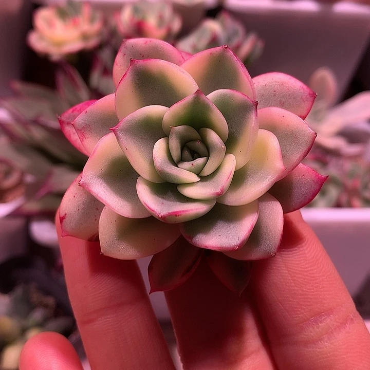 斗牛士锦锦锦锦锦锦