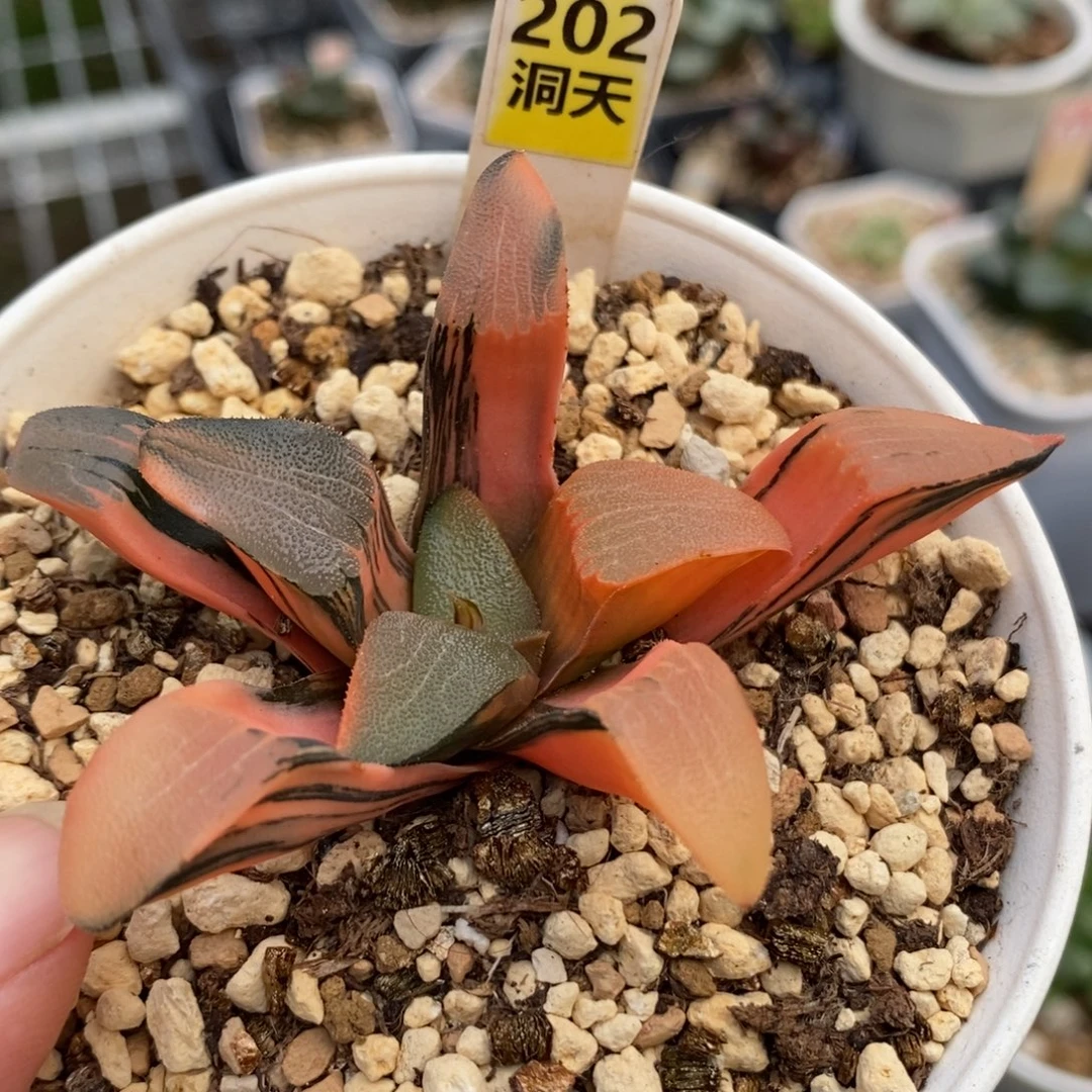 202冰窗克锦一物一拍