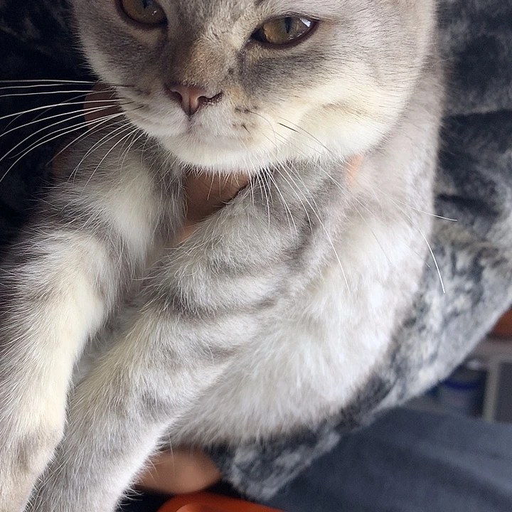 翡翠散珠招财猫猫