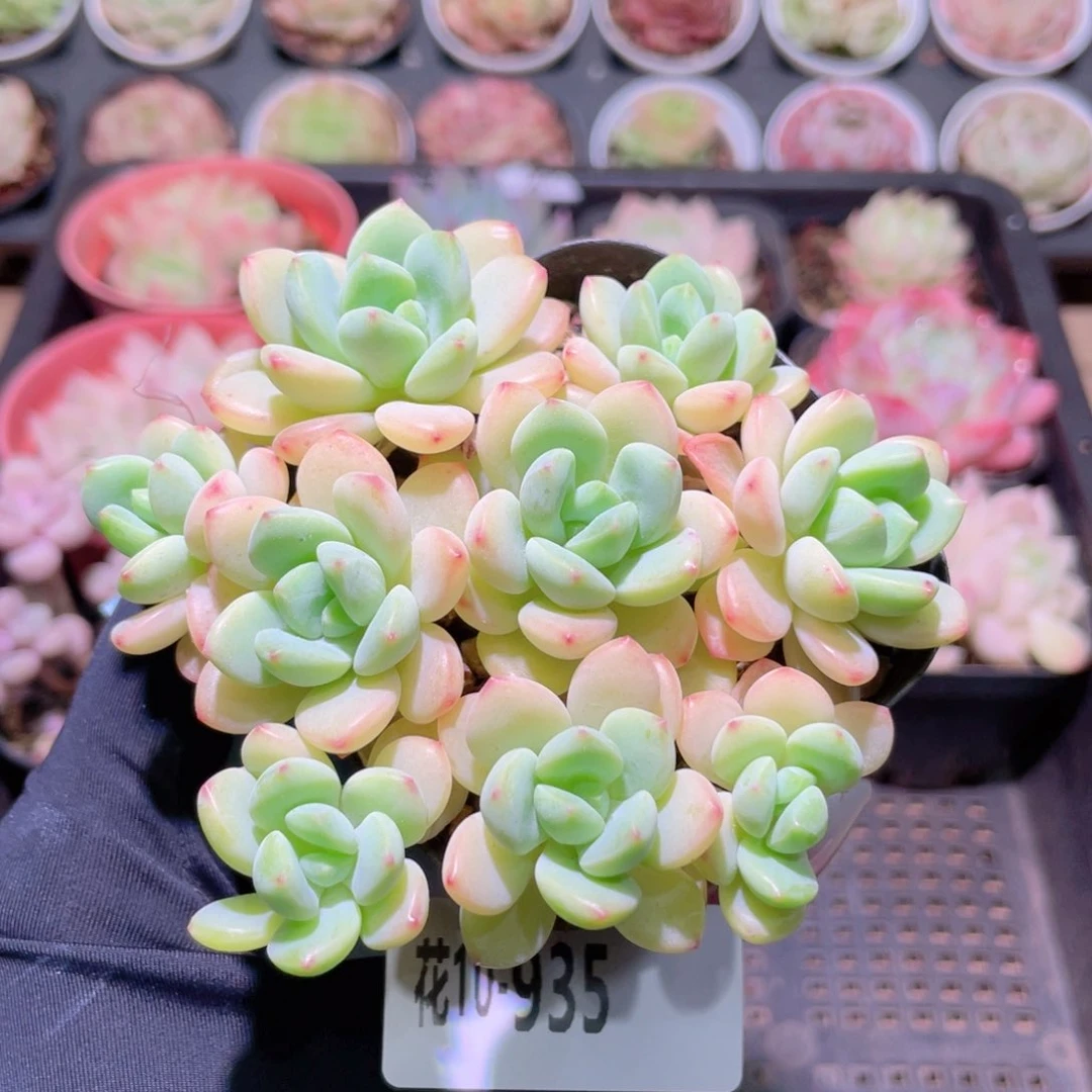 花利美10-935新品
