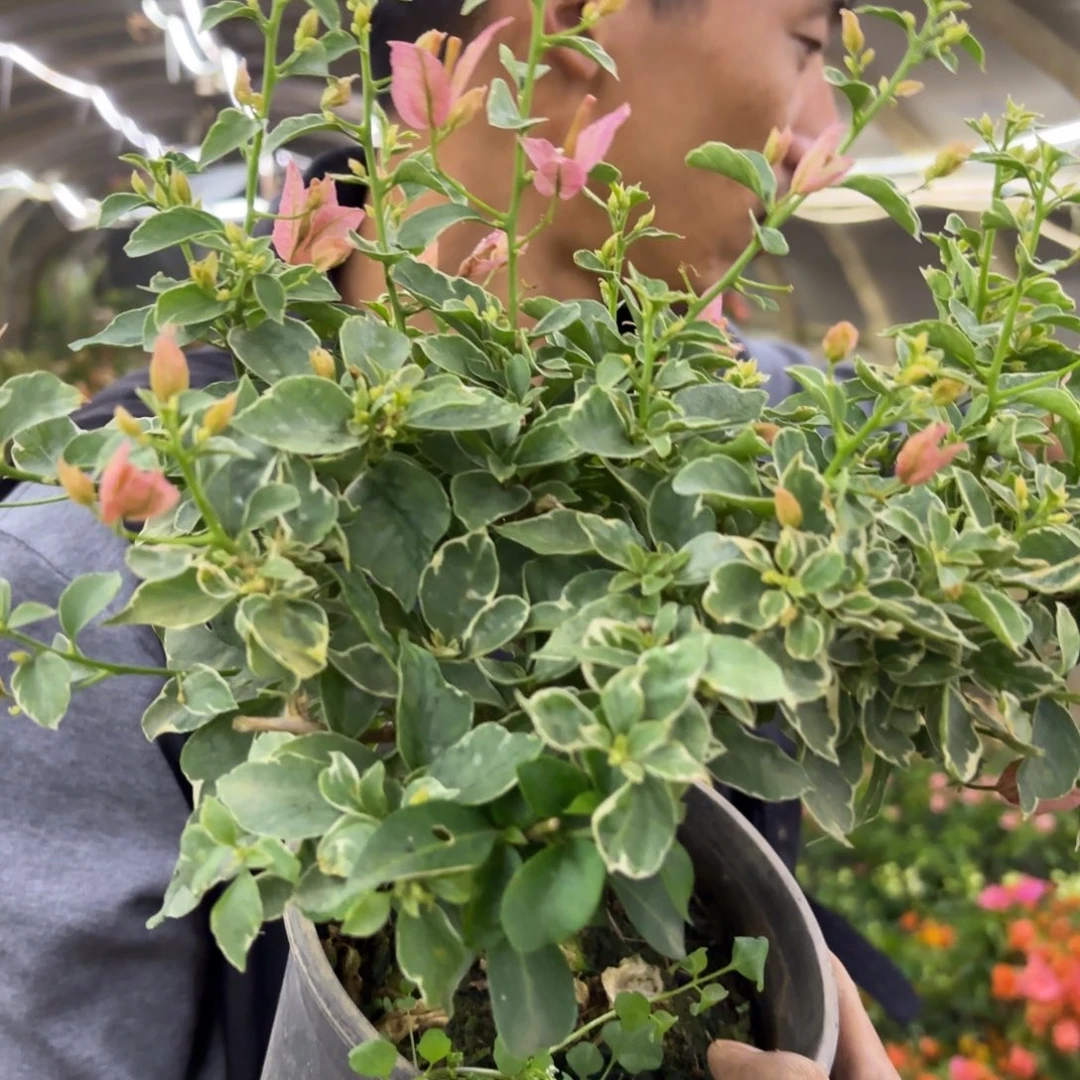 全部花苞（少女心）三角梅会落花落叶会光杆苗有大有小